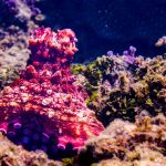 octopus intelligence discovery