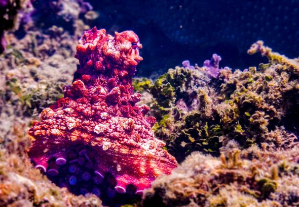 octopus intelligence discovery