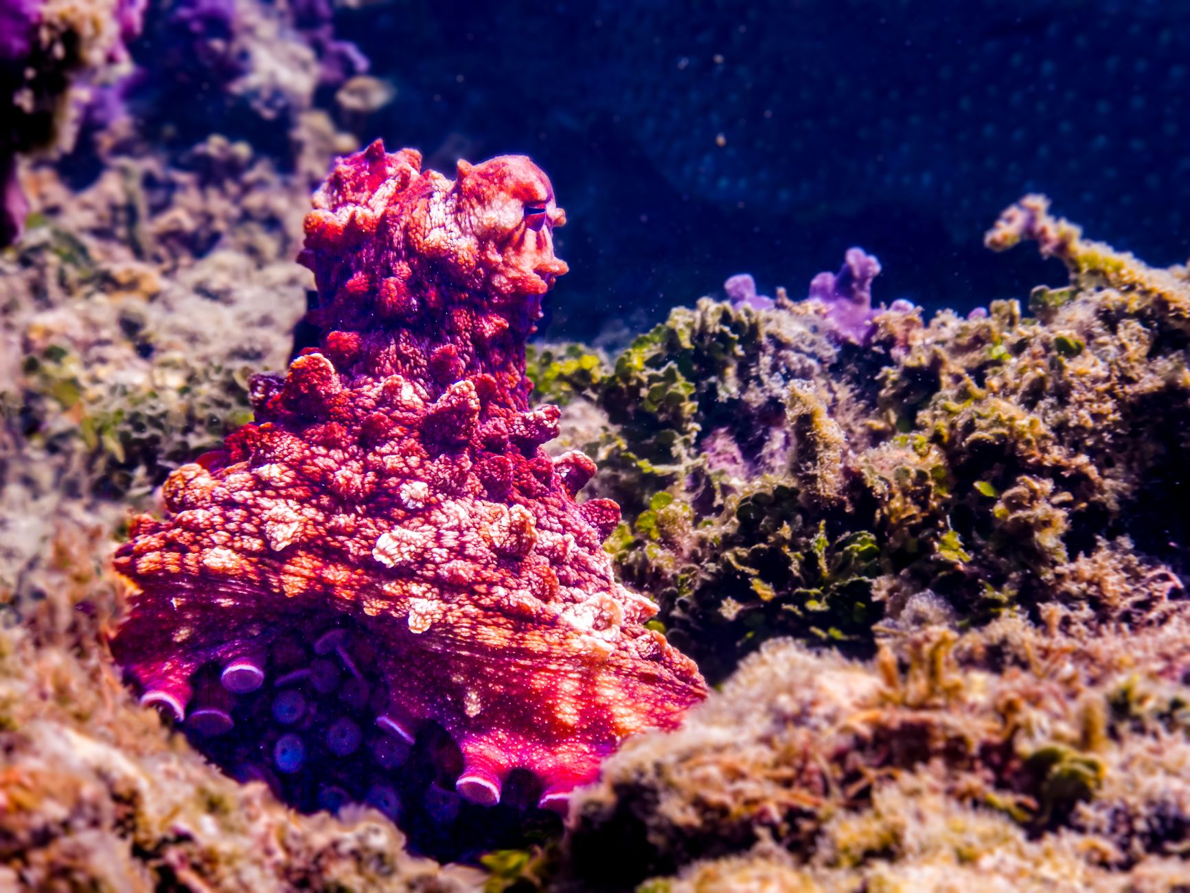 octopus intelligence discovery